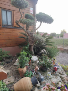 Jardinería León