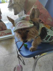 Clinican Veterinarios