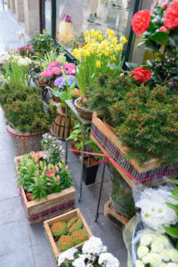 El Jardin de Paula