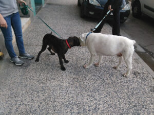 Centro Clínico Veterinario de Zaragoza