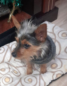 Clínica Veterinaria ZooBoutique