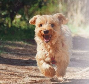 Pet's Kangoo