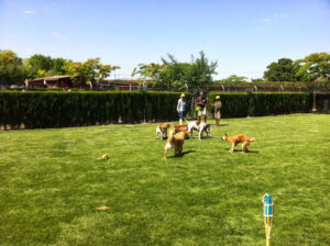Residencia Canina Don Perro y Doña Gata