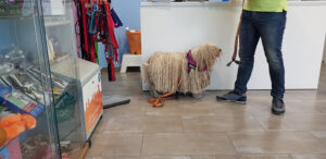 Centro Veterinario Mozart