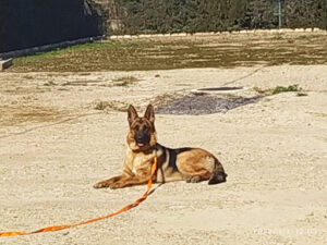 Centro Canino Usurbe