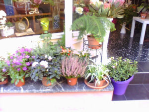 Floristería La MaZeta