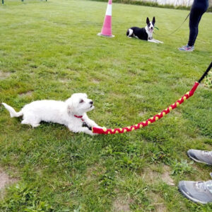 Centro Canino Sa Roca - Guardería Canina