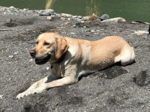 Zaragoza Canina