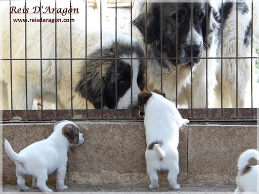Reis D'Aragón Mastín del Pirineo y Jack Russell Terrier