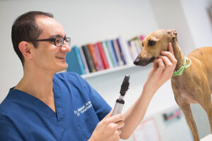 AV Veterinarios