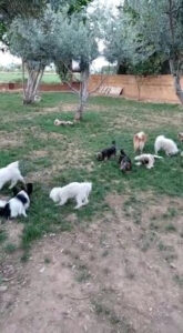 El Refugio de Zarcan, Guarderia Canina Pinseque