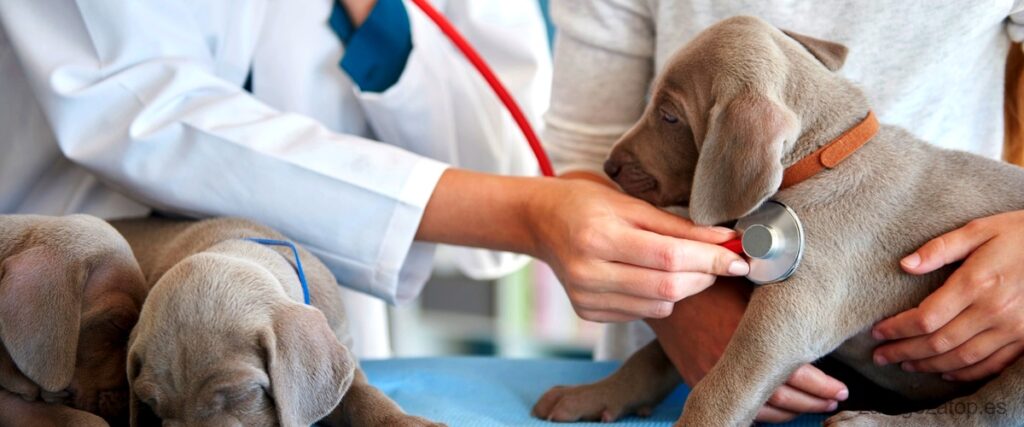 Las 21 mejores clínicas veterinarias de Zaragoza
