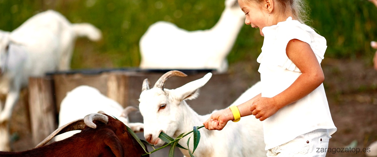 ¿Qué actividades se realizan en una granja escuela en Zaragoza para ir con niños?
