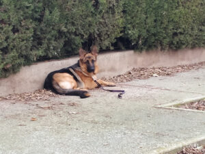 Centro Canino Usurbe