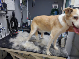 Pelitos Peluquería Canina y Felina