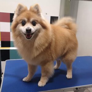 Peluquería Canina OCYCO