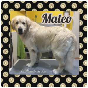 Peluquería Canina La Mansión de Leo