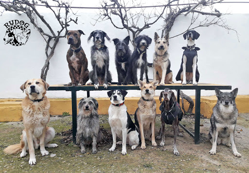 RUDOG Adiestramiento Canino Zaragoza